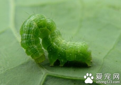 被虫子咬了怎么办 用肥皂水或小苏打冲洗