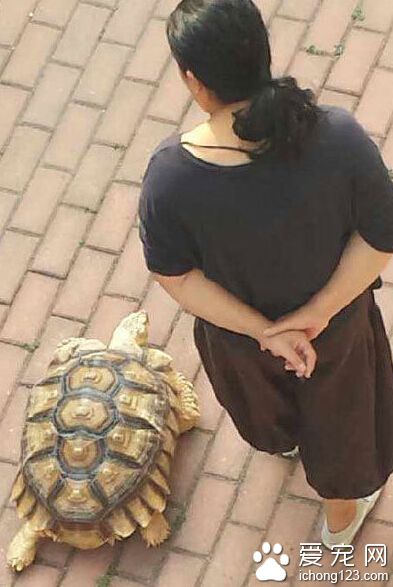 我也跟宠物出来遛弯。。。