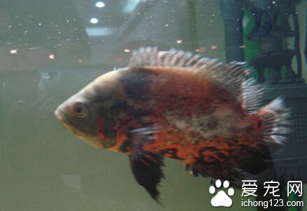 地图鱼常见病 白点病是最常见的一种疾病