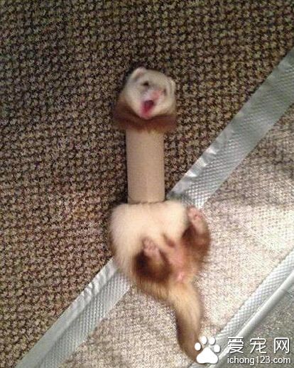 哦闹！铲屎君快来救伦家！