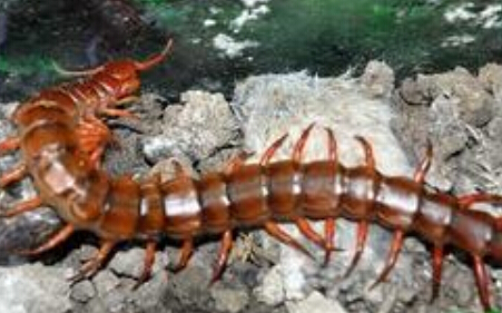 蜈蚣怕什么 雄黄水或者敌敌畏的稀释溶液