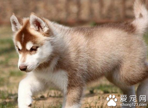 哈士奇不会叫 哈士奇不会叫的真正原因