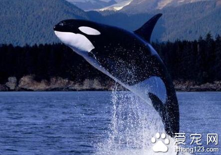 一头鲸有多重 一头鲸体重可达180公斤