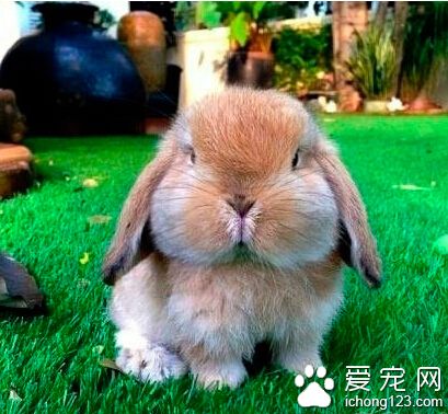 你才是屁股，你们全家都是屁股！