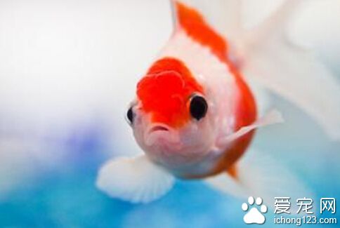 金鱼的记忆 金鱼的记忆力其实非常长久