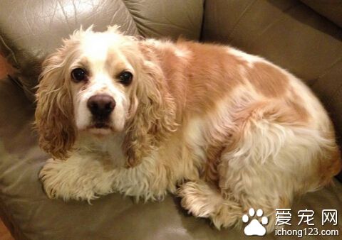 狗为什么会叫 一般来说是为了引起注意而叫