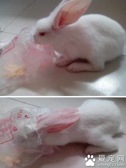 吃货为了点吃的也是拼了