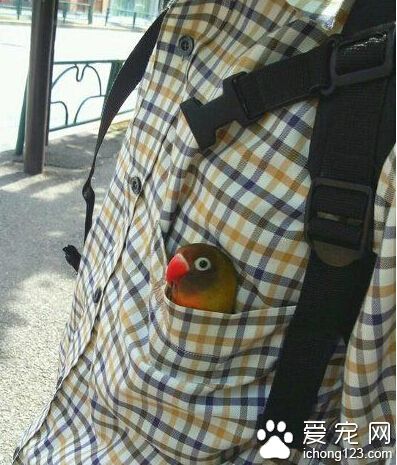 我有特殊的遛鸟技巧