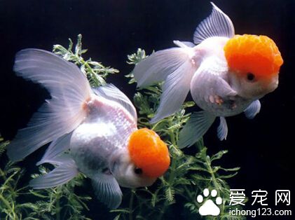 养金鱼多久换一次水 应该尽量避免全缸换水