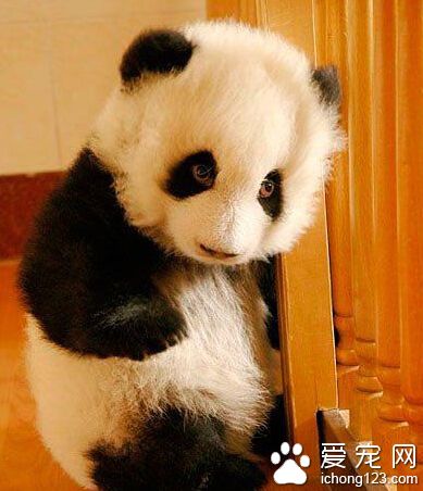 瞅什么瞅，削你信不？