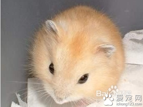 仓鼠价格 教你如何选购仓鼠