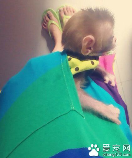 干活的时候都让抱着，只好这样，自己玩得还挺嗨！