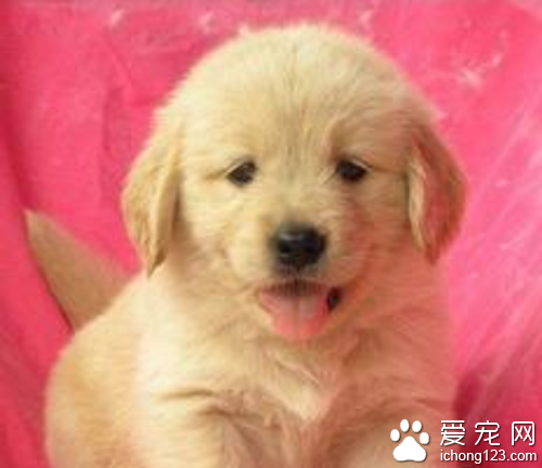 金毛犬价格 教你如何选购金毛犬