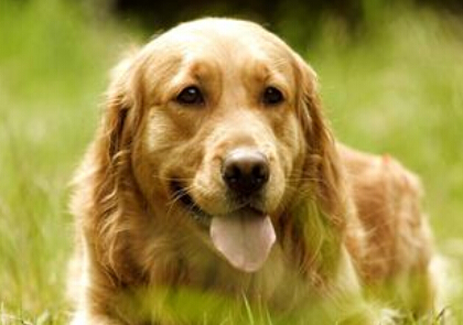 金毛价钱 一只金毛售价约为一千五百元