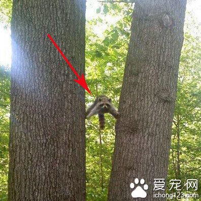 中国功夫……啊哒……