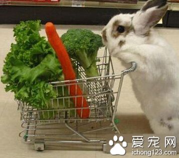 自己动手丰衣食足