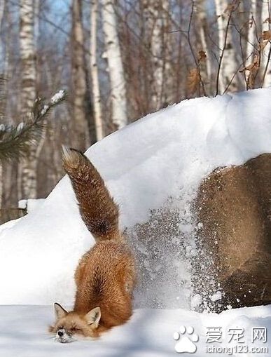 意外，纯属意外