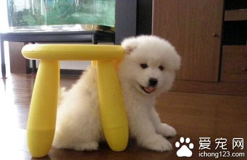 小狗拉稀吃什么药 拉稀的狗先看食欲问题