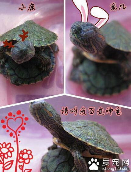 请叫我百变神龟