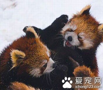 干脆面打起来了，碎了怎么办。