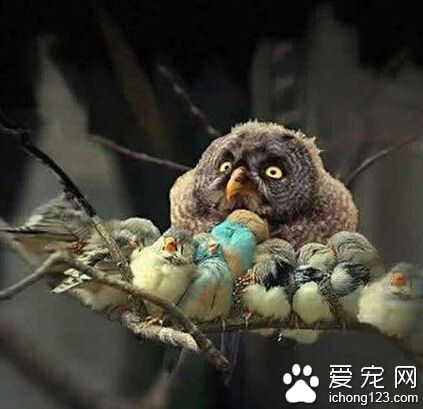 咦，有一个间谍