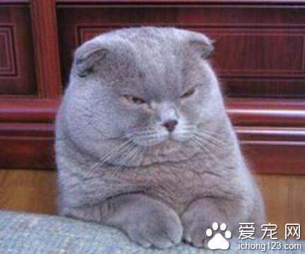 折耳猫价格 苏格兰虎斑折耳猫价格不低