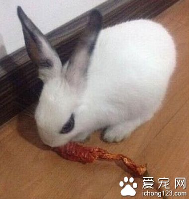 一只来自四川的兔子～