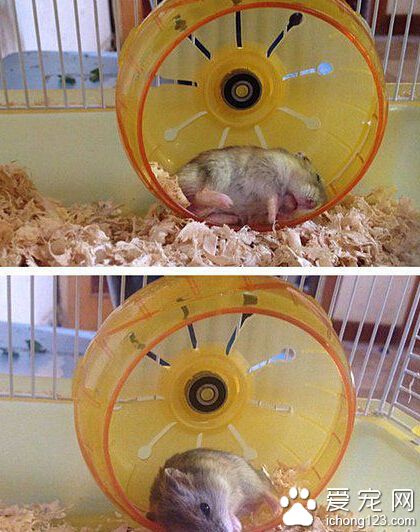 人家的都是蹭蹭跑，我家的怎么就躺下了