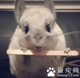 主人，吃完了，还有吗？