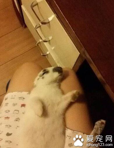 这只小蠢兔就喜欢在我腿上萌萌的睡～