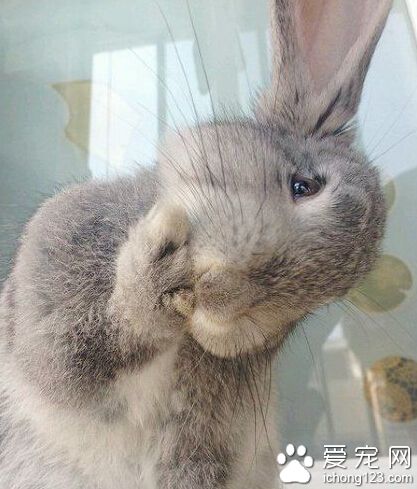 最近脸又大了呢╮（╯▽╰）╭