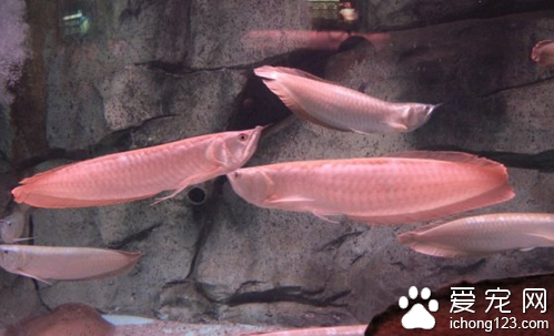 银龙鱼不吃食  银龙鱼不吃食的原因解决方法
