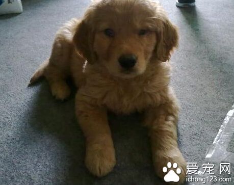 犬瘟热的治疗 早期应大量应用高免血清