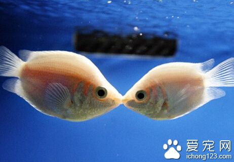 接吻鱼为什么接吻 亲吻就是彼此战斗的方式