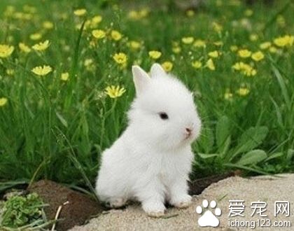 兔子拉稀 天气原因天气骤变或者低温着凉