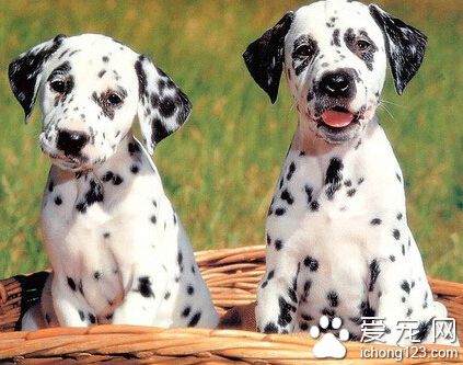 狗狗健康 偏食是导致狗患上疾病的重要原因