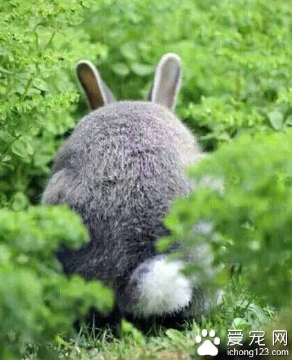 ——发现野生龙猫一只！ ——那特么就是只肥兔子！