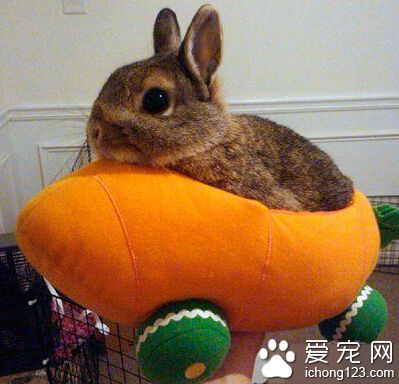 坐着我的胡萝卜飞船私奔到月球。