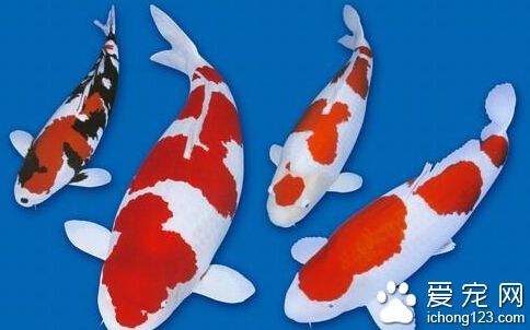 锦鲤的饲养方法 水族箱是饲养的主要工具