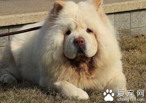 松狮价格 赛级松狮价格可能需要几万块钱