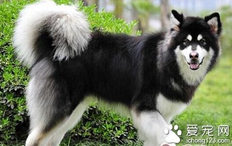 雪橇狗多少钱 价格看地方也要看狗的品种