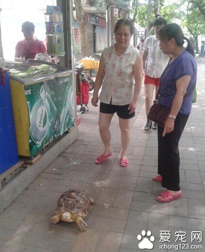 宝贝龟又和主人出门散步了