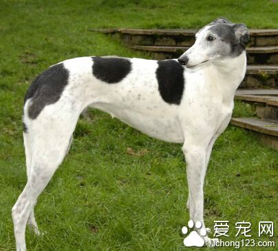 格力犬价格 一般价格在4000元—25000元