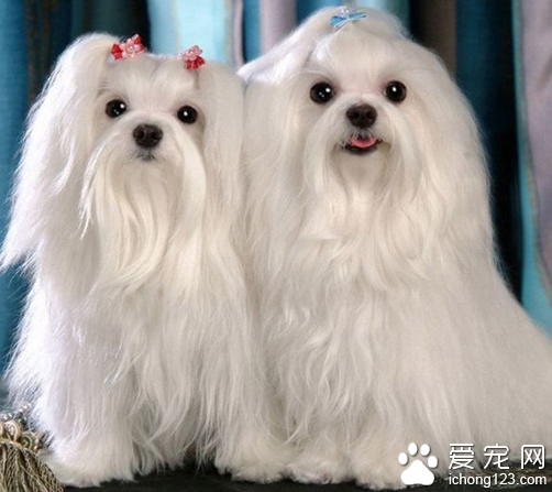 马尔济斯犬价格 马尔济斯犬价格普遍比较贵