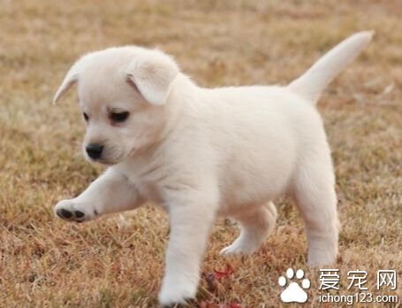 被狗狗咬了出血 首先用肥皂水冲洗一下伤口