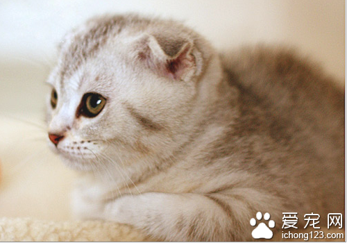 苏格兰折耳猫价格 教你如何选购折耳猫