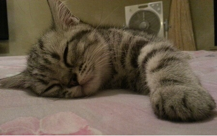 猫咪血尿 病毒细菌感染及食物都可能导致