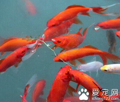 锦鲤鱼品种 有100多品种且大概分为13类