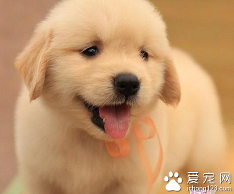 金毛猎犬多少钱   价位在1300到2600元之间