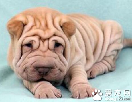 沙皮价格 各个地区的沙皮价格还是平稳的